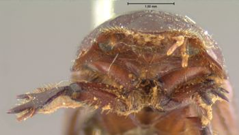 Media type: image;   Entomology 8357 Aspect: head frontal view